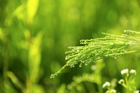 Dew drop on a blade of grass の写真素材
