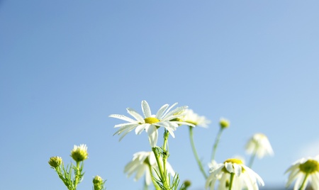 Camomiles on blue sky backgroundの写真素材