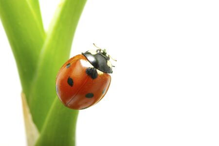 red ladybug on green grass isolated on whiteの写真素材