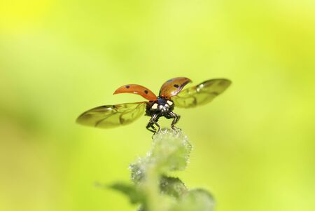red ladybug on green grass isolated on whiteの写真素材