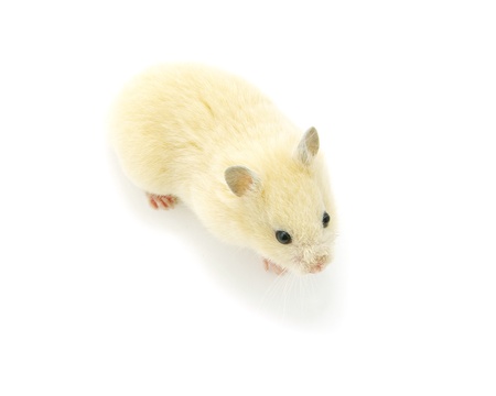 Hamster in front of a white backgroundの写真素材
