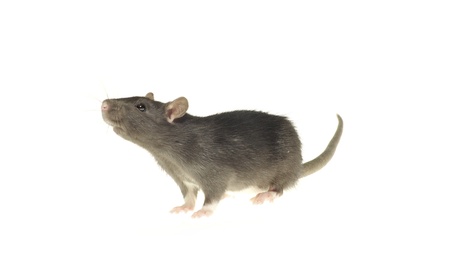 grey rat  isolated on white backgroundの写真素材