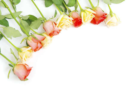 red rose isolated on a white backgroundの写真素材