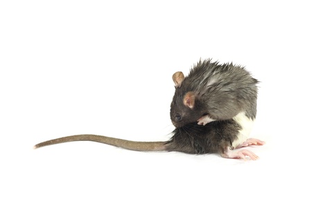 funny rat  isolated on white backgroundの写真素材
