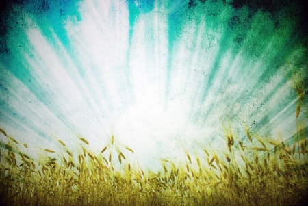 Grunge background with golden wheat in a farm fieldの写真素材