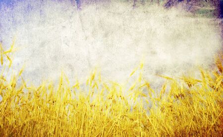 Grunge background with golden wheat in a farm fieldの写真素材