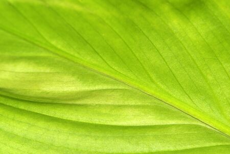 structure of leaf natural background