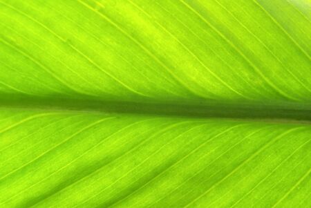 structure of leaf natural background