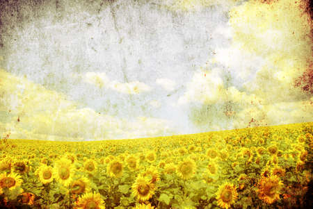 vintage image of sunflower fieldの写真素材