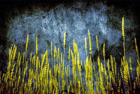 Grunge background with golden wheat in a farm fieldの写真素材