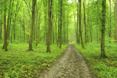 a path is in the green forest     の写真素材