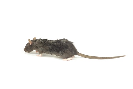 funny rat  isolated on white backgroundの写真素材