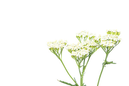 young green plant against white backgroundの写真素材