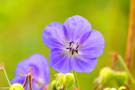 beautiful  flowers on green backgroundの写真素材
