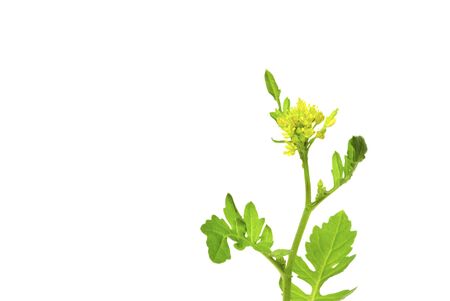 young green plant against white backgroundの写真素材