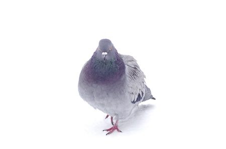 One gray pigeon isolated on white backgroundの写真素材