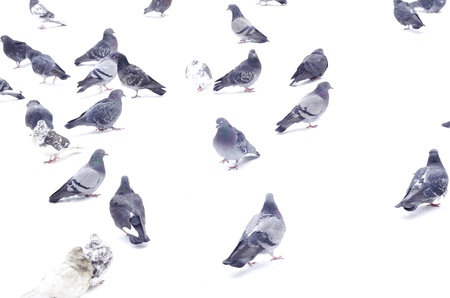 pigeons isolated on white backgroundの写真素材