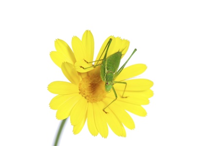 Macro shot of a grasshopper on whiteの写真素材