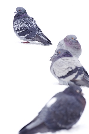  pigeons isolated on white backgroundの写真素材