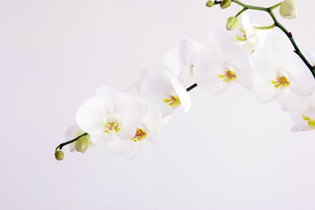 Blooming white orchids flower isolated on white backgroundの写真素材