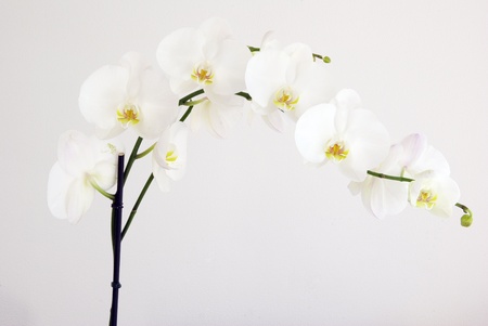 Blooming white orchids flower isolated on white backgroundの写真素材