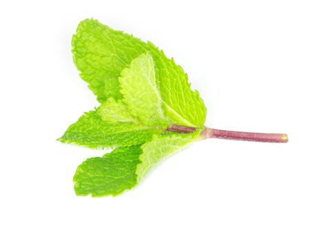 Fresh green mint isolated on whiteの写真素材
