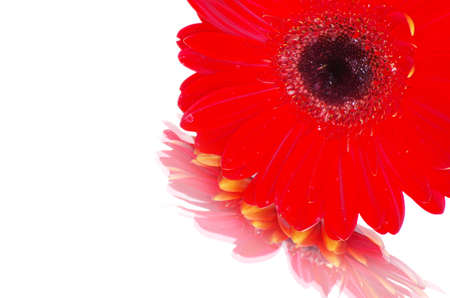 red gerbera flower closeup on white backgroundの写真素材