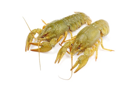 crawfish on a white backgroundの写真素材