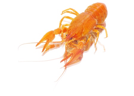 Hot boiled crayfish on white backgroundの写真素材