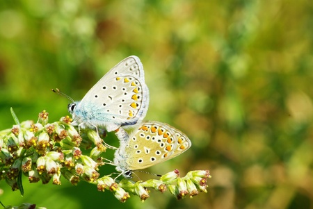  butterfly on a green leafの写真素材