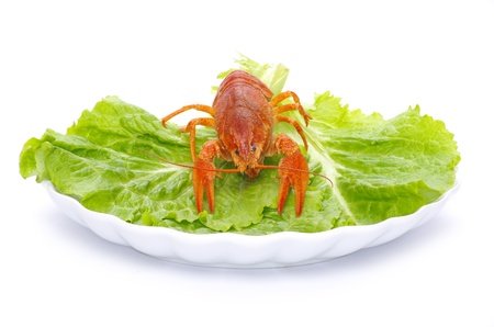 Hot boiled crayfish on white backgroundの写真素材
