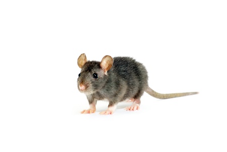  rat  isolated on white backgroundの写真素材