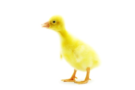 cute gosling isolated on a whiteの写真素材
