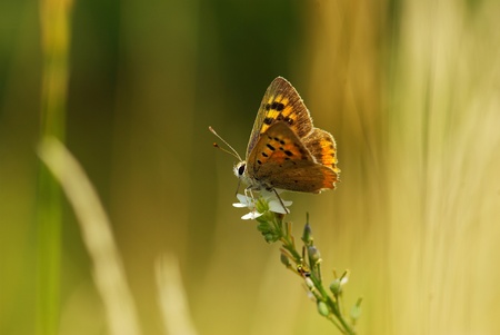  butterfly on a green leafの写真素材