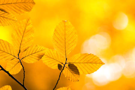 autumn leaves background in sunny dayの写真素材