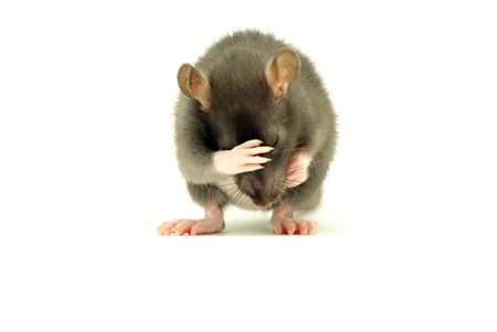 funny rat  isolated on white backgroundの写真素材