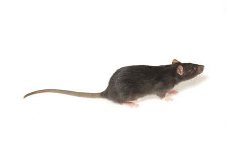  rat  isolated on white backgroundの写真素材