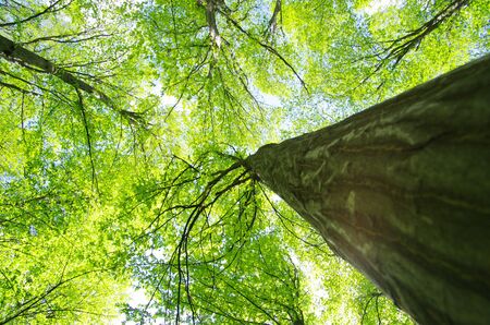 green forest background in a sunny dayの写真素材