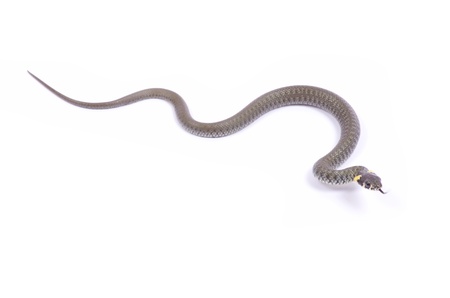 snake isolated on white backgroundの写真素材