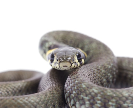 snake isolated on white backgroundの写真素材