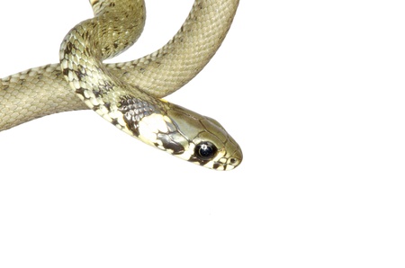 snake isolated on white background