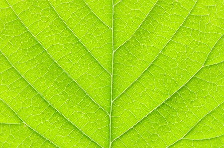 structure of leaf natural background