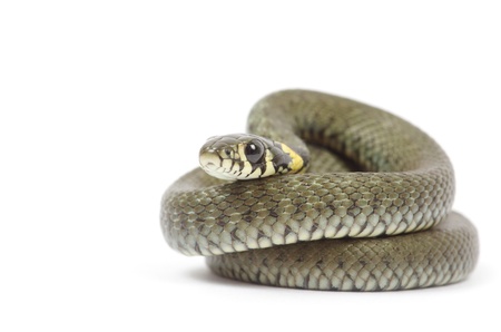 snake isolated on white backgroundの写真素材