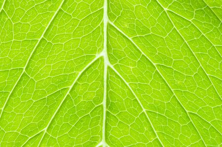 structure of leaf natural background