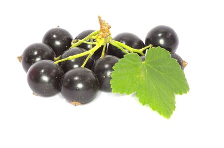 branch of black currant fruits isolated on white backgroundの写真素材
