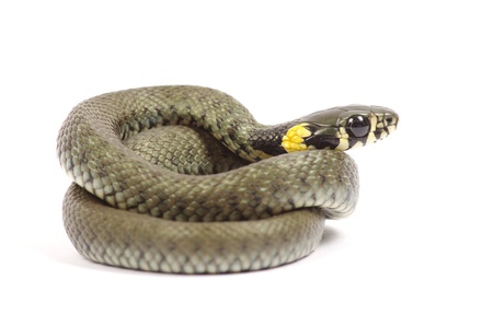 snake isolated on white backgroundの写真素材