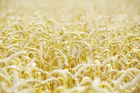 golden wheat field in summerの写真素材