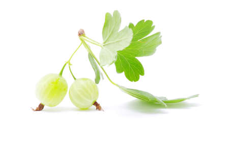 Green gooseberry fruit on whiteの写真素材