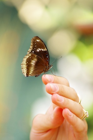butterfly isolated on green backgroundの写真素材