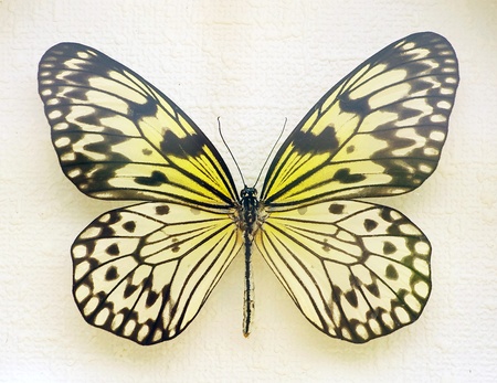 butterfly isolated on white backgroundの写真素材